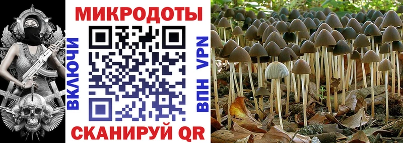 наркотики  Онега  Галлюциногенные грибы Psilocybine cubensis 